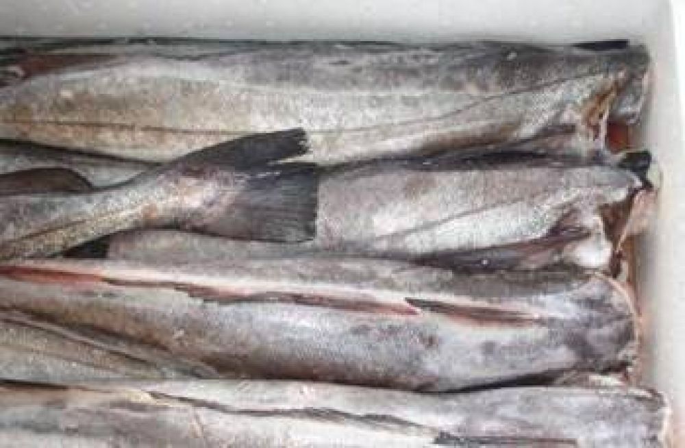 Vender�n merluza a $15 el kilo