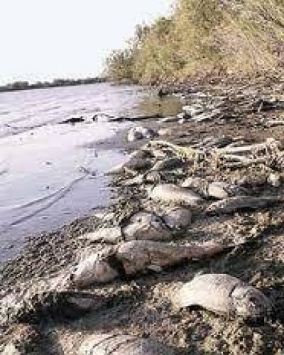 Demandan penalmente a Tucum�n e industriales por contaminaci�n