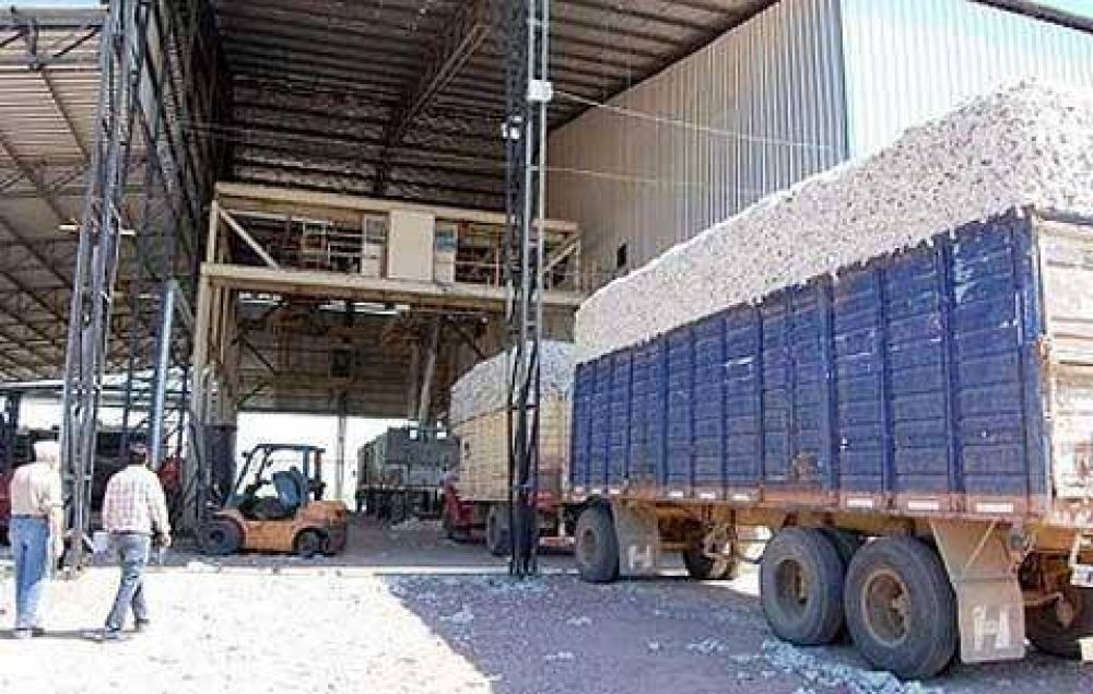  Desmotadoras: hubo acuerdo salarial y la campa�a continuar� sin problemas