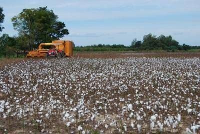 La producci�n agr�cola ampli� su �rea de cultivo en la provincia