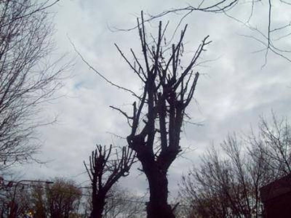 Poda de �rboles para reducir la cantidad de palomas
