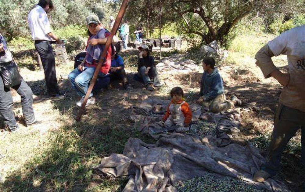 La Afip detect� trabajo "esclavo" en un olivar del departamento Cruz del Eje