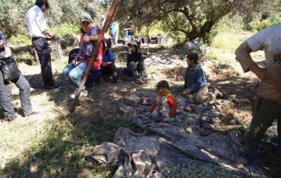 La Afip detect� trabajo "esclavo" en un olivar del departamento Cruz del Eje
