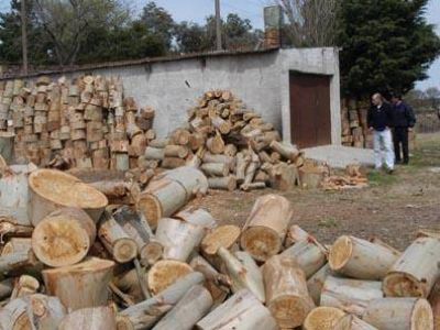 En Tandil, el eucalipto trepa a 500 pesos y el quebracho llega a 750