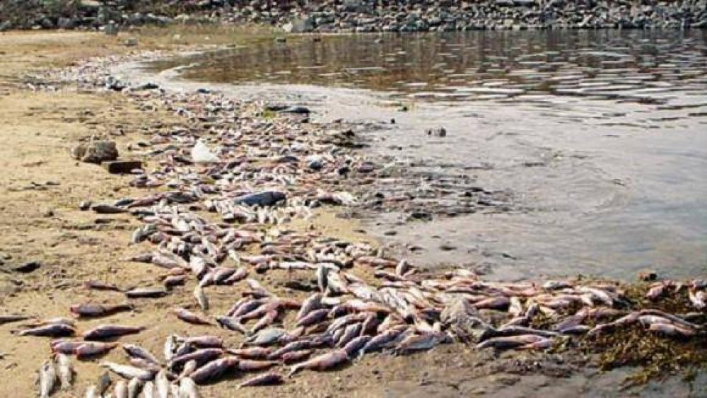 Varios r�os tucumanos tienen escasos niveles de ox�geno a ra�z de su contaminaci�n