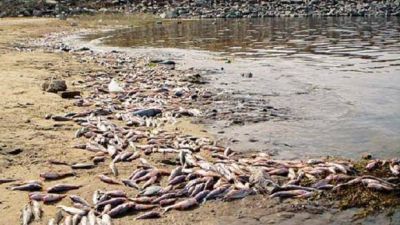 Varios r�os tucumanos tienen escasos niveles de ox�geno a ra�z de su contaminaci�n