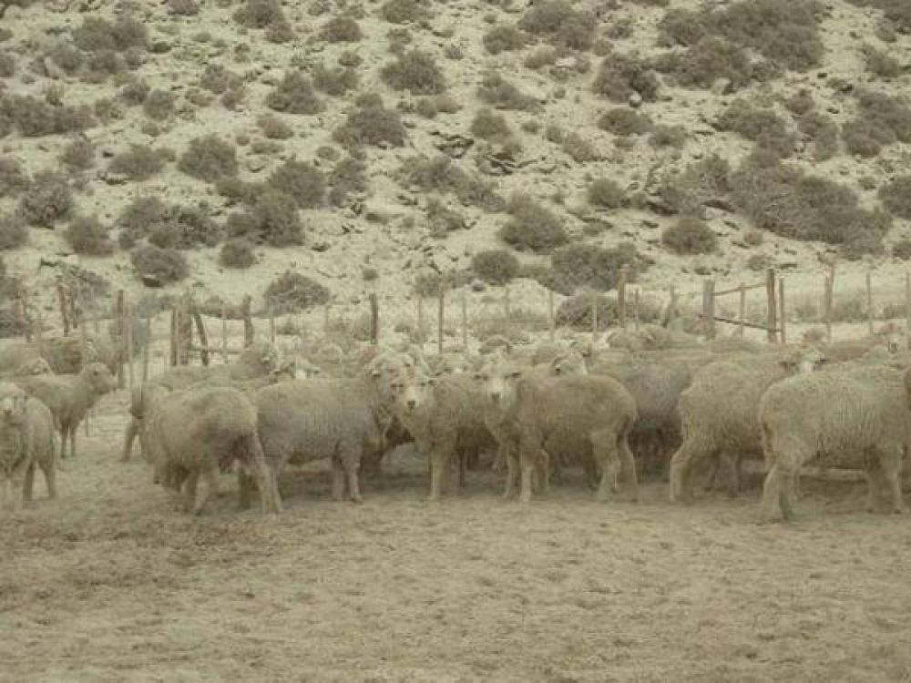 La ceniza complica la situaci�n y Chubut declara la emergencia agropecuaria