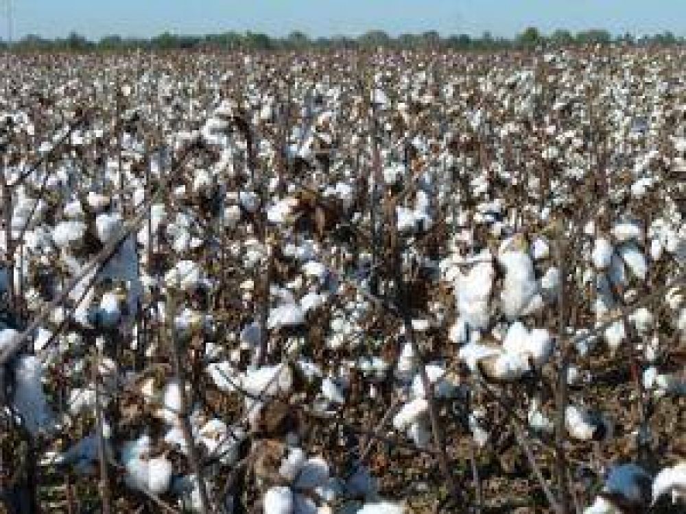 La cosecha algodonera en el sudoeste es alentadora