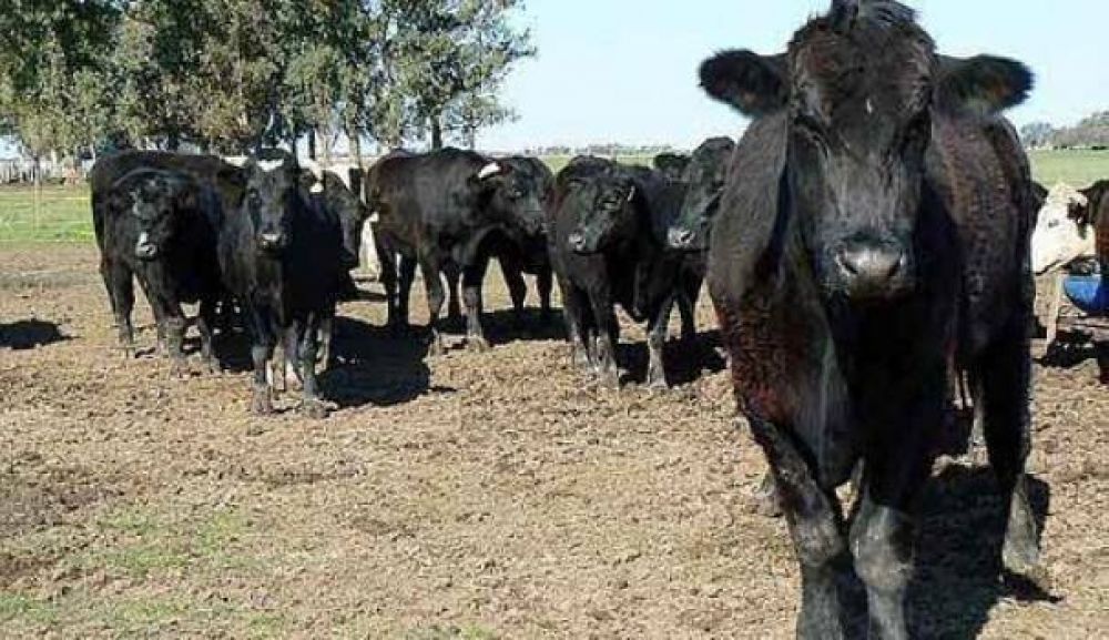 "Patucho" vuelve a los tribunales para explicar c�mo compr� las vacas