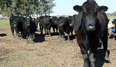 "Patucho" vuelve a los tribunales para explicar c�mo compr� las vacas