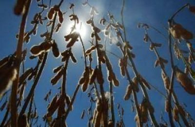 El negocio de la soja: instalar�n tres plantas de biodi�sel en La Pampa