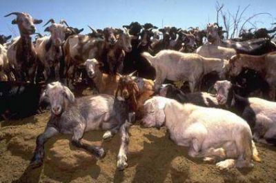 CABRAS, CABRAS Y M�S CABRAS