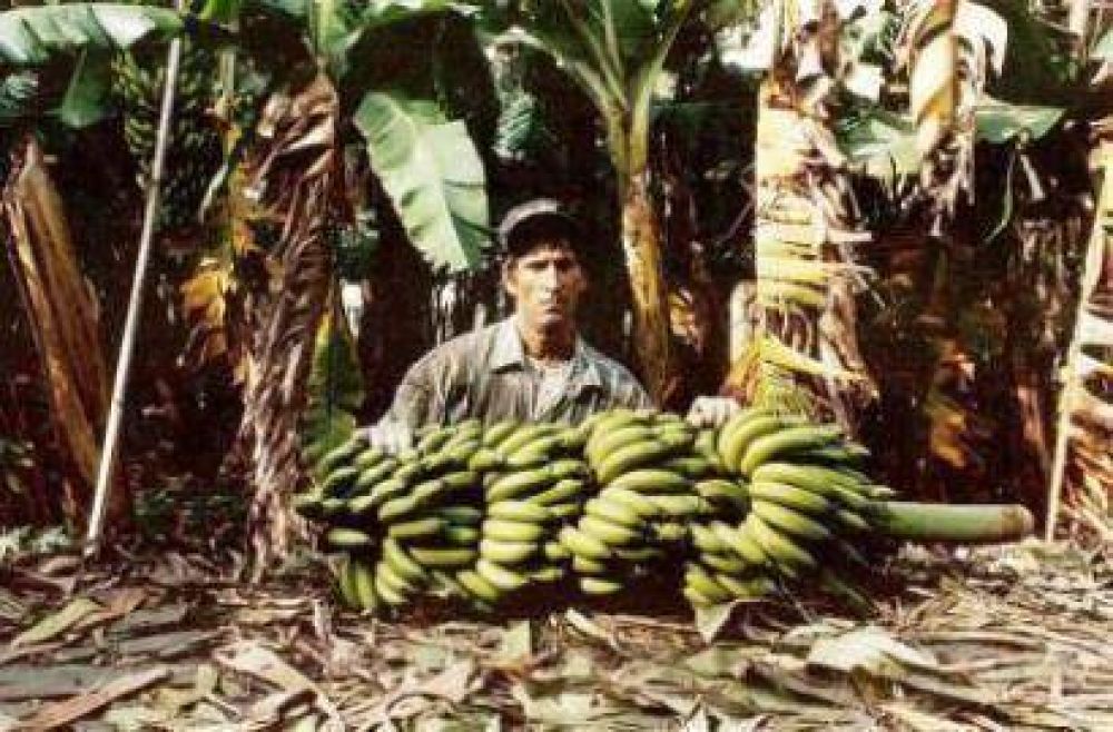 Advierten caida de precios y demanda de bananas