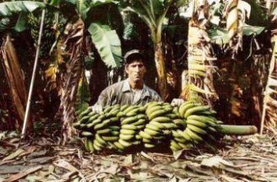 Advierten caida de precios y demanda de bananas