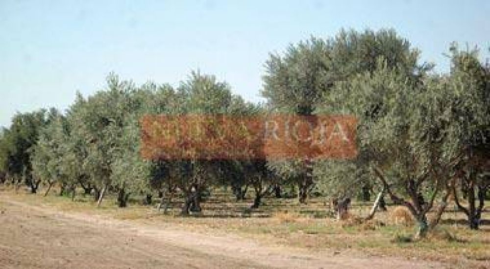 Solicitar�n la aprobaci�n de un plan oliv�cola estrat�gico  