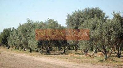Solicitar�n la aprobaci�n de un plan oliv�cola estrat�gico  