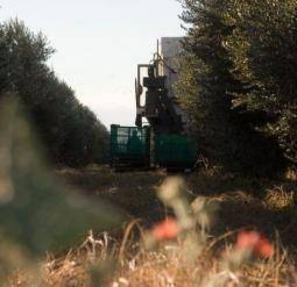El gobierno provincial ya tiene decidido mecanizar la cosecha de olivo