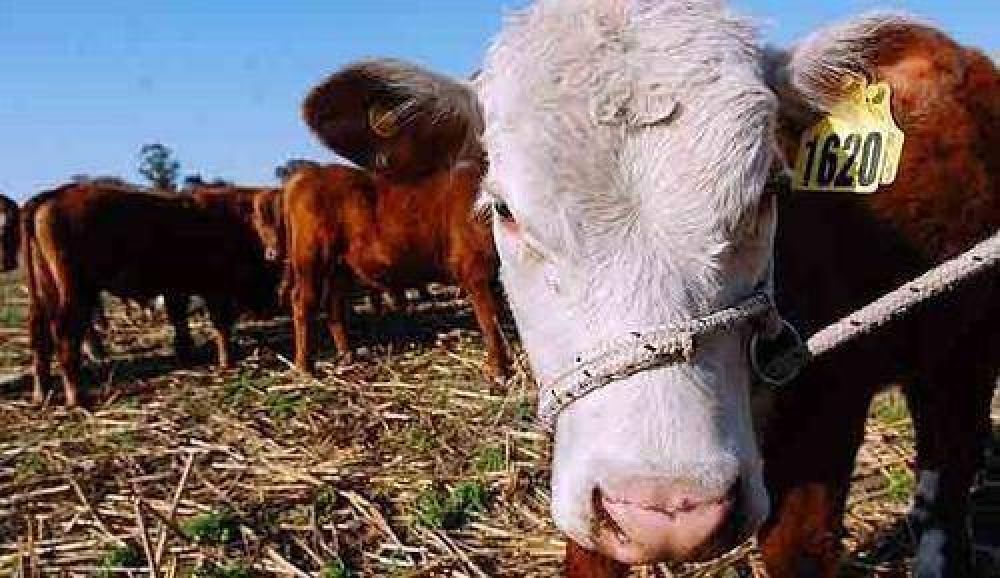  Casi un mill�n de pesos para recuperaci�n del stock bovino