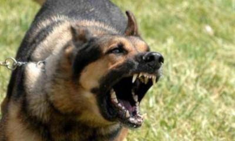 Analizan la creaci�n de un sistema provincial de esterilizaci�n canina