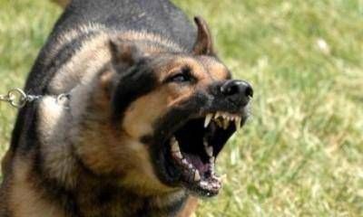 Analizan la creaci�n de un sistema provincial de esterilizaci�n canina