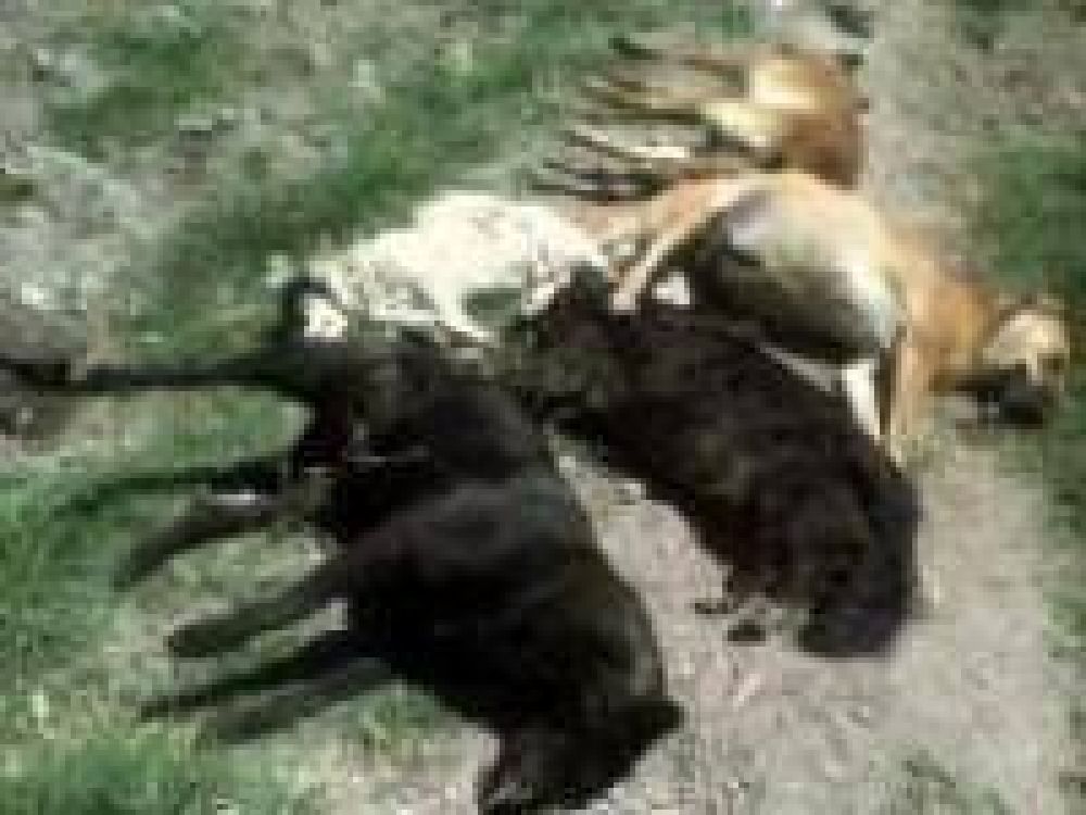 Perros muertos en la zona de punta Mogotes