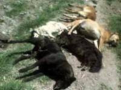 Perros muertos en la zona de punta Mogotes