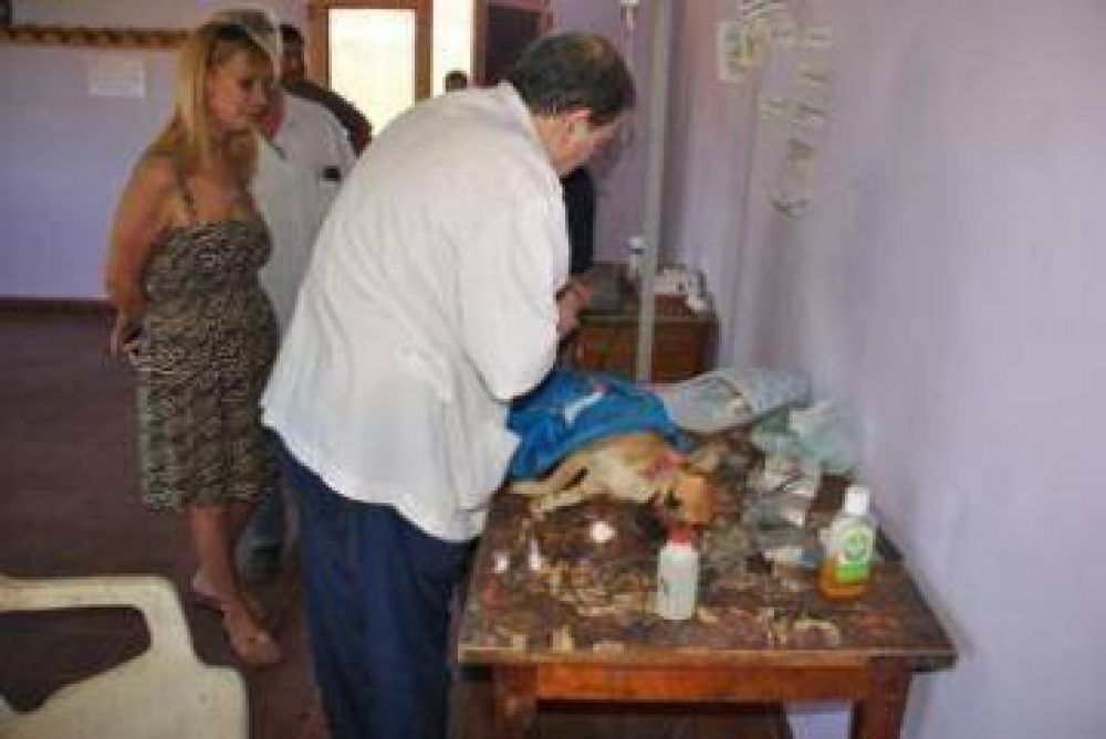 EN EL CCM DE VILLA LUISA CONTINUARA ESTE SABADO LA CAMPA�A DE VACUNACION DE MASCOTAS