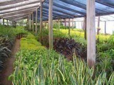 Asistir�n con pl�sticos a productores afectados por las heladas de julio