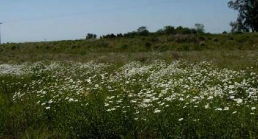 El gobierno sembrar� flores en las banquinas 	