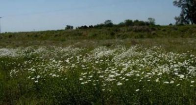 El gobierno sembrar� flores en las banquinas 	