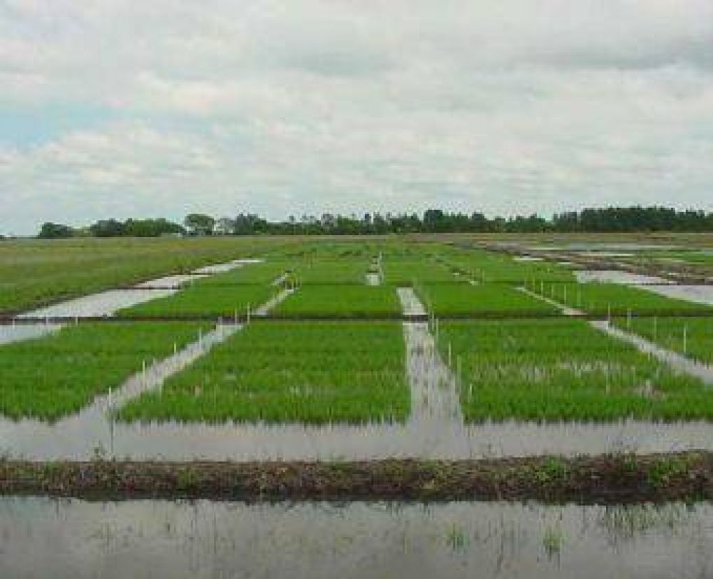 Corrientes reactiva la exportaci�n de arroz a Venezuela