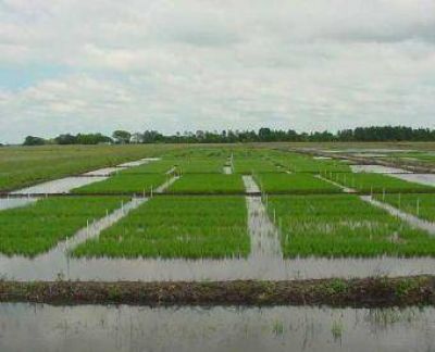 Corrientes reactiva la exportaci�n de arroz a Venezuela