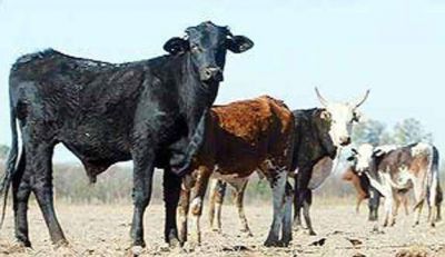 El campo cordob�s pone primera en la protesta