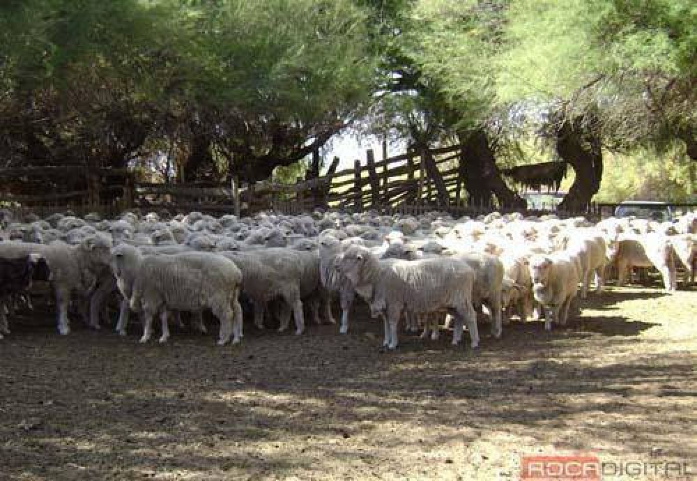 Convocan a productores ovinos