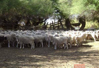 Convocan a productores ovinos