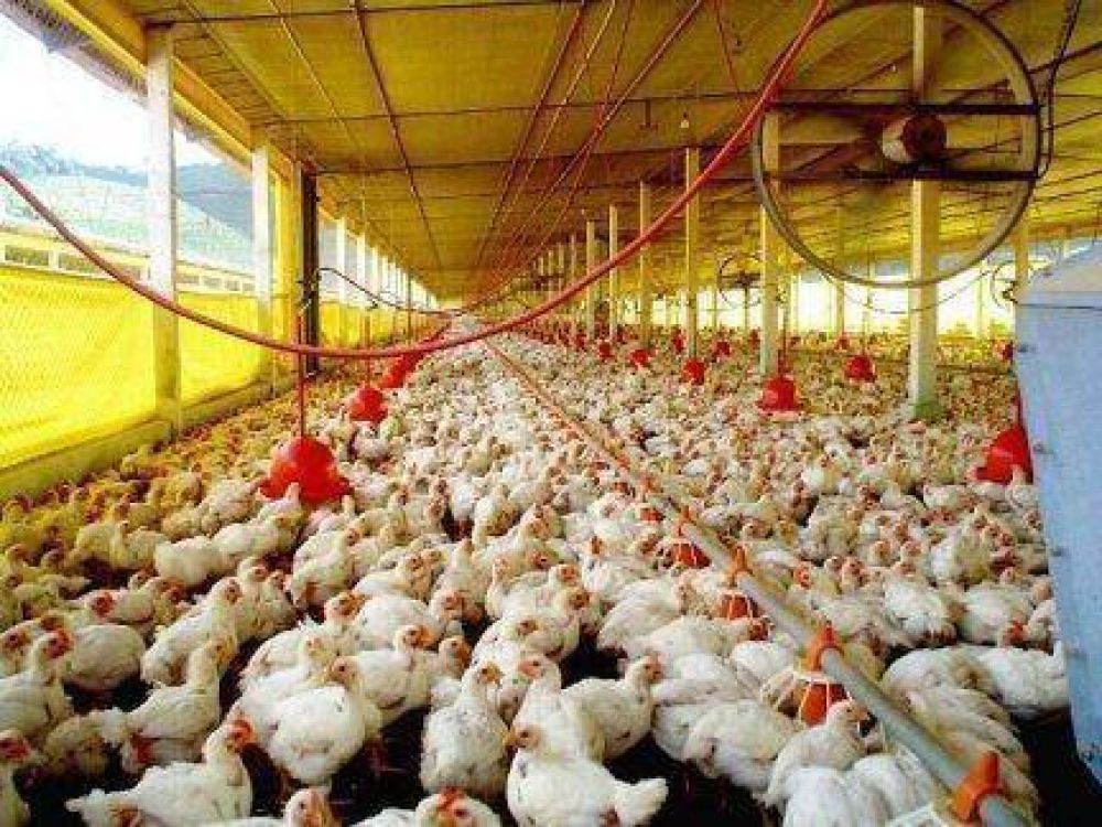 Destacan el crecimiento del sector av�cola entrerriano