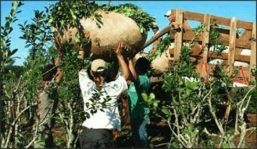 Maciel solicit� a Naci�n que �se ajuste a la Ley del INYM� cuando env�e a laudo el precio de yerba