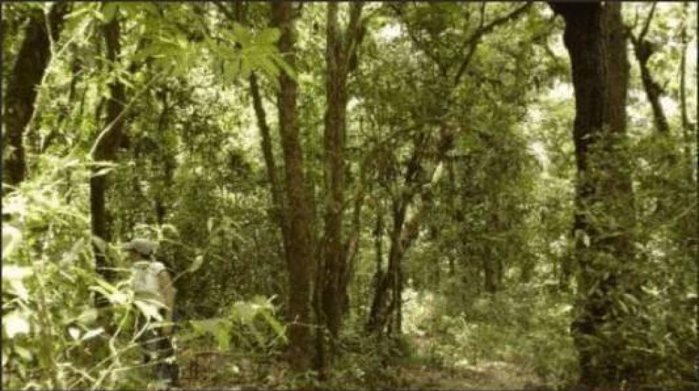 La Naci�n destin� m�s 10 millones de pesos para la protecci�n del bosque nativo