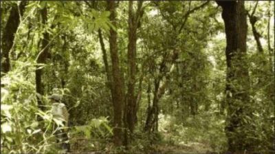 La Naci�n destin� m�s 10 millones de pesos para la protecci�n del bosque nativo