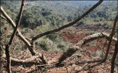 La tala ilegal no se detiene en Yabot� y piden que exista el delito ambiental