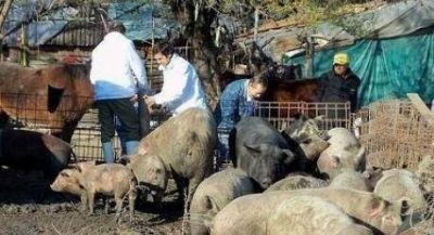 Goya: detectan un caso de triquinosis en un ser humano