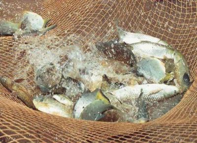 Quieren impulsar el consumo de peces en la regi�n 