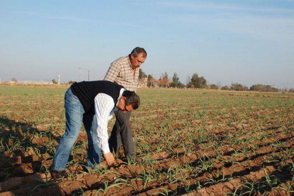 El Gobierno promueve la producci�n de ajo durante el invierno