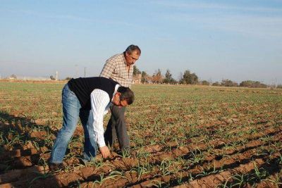 El Gobierno promueve la producci�n de ajo durante el invierno
