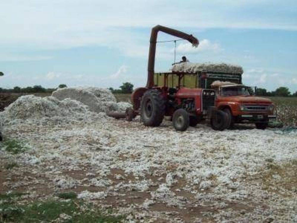 Aseguran que es cr�tica la situaci�n de algodoneros de la zona sur