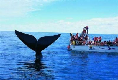 Preparan la �Ley Provincial de Avistaje de Mam�feros Marinos en el Golfo San Mat�as�