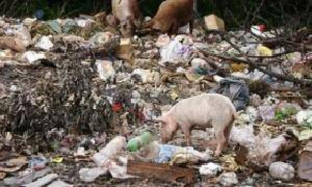 El Gobierno de la provincia intensifica su lucha contra la Triquinosis