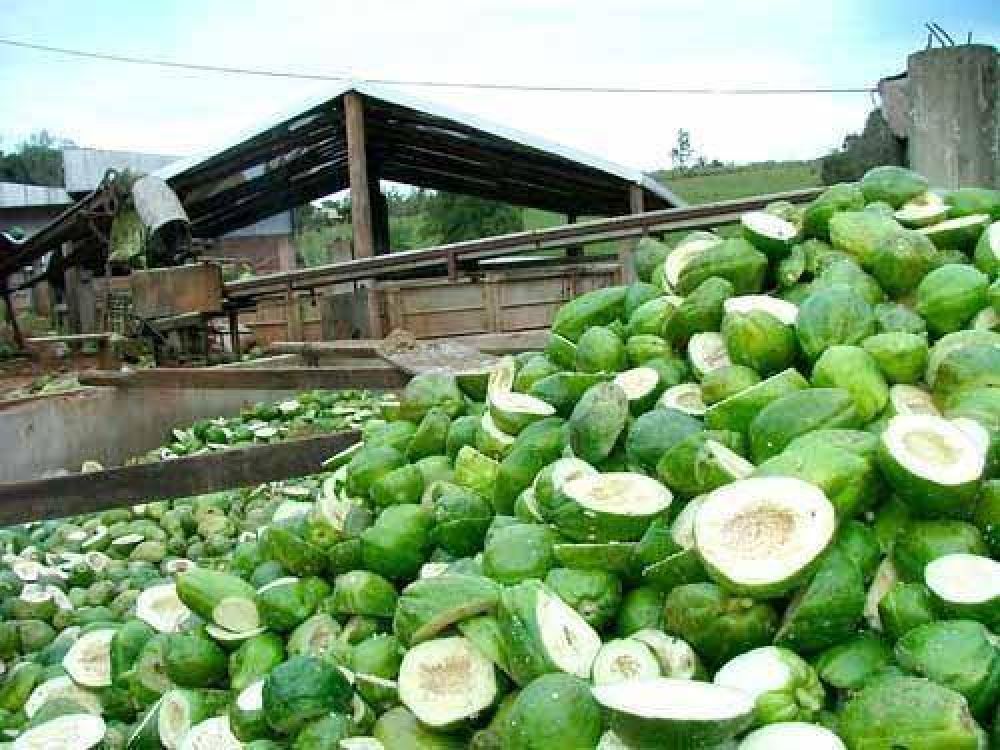 La Caul busca ser la mayor productora de fruta abrillantada de Argentina