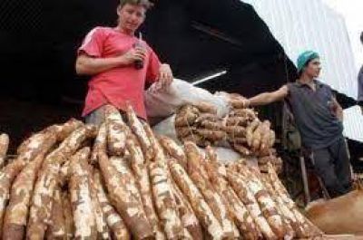 "Es una verguenza que siendo los mayores productores de mandioca, cuando vamos a comprar encontremos producci�n misionera"