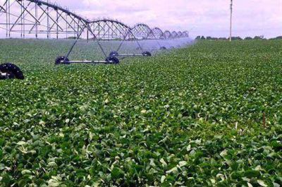 Fuerte repunte en el precio de la soja: subi� 10 d�lares